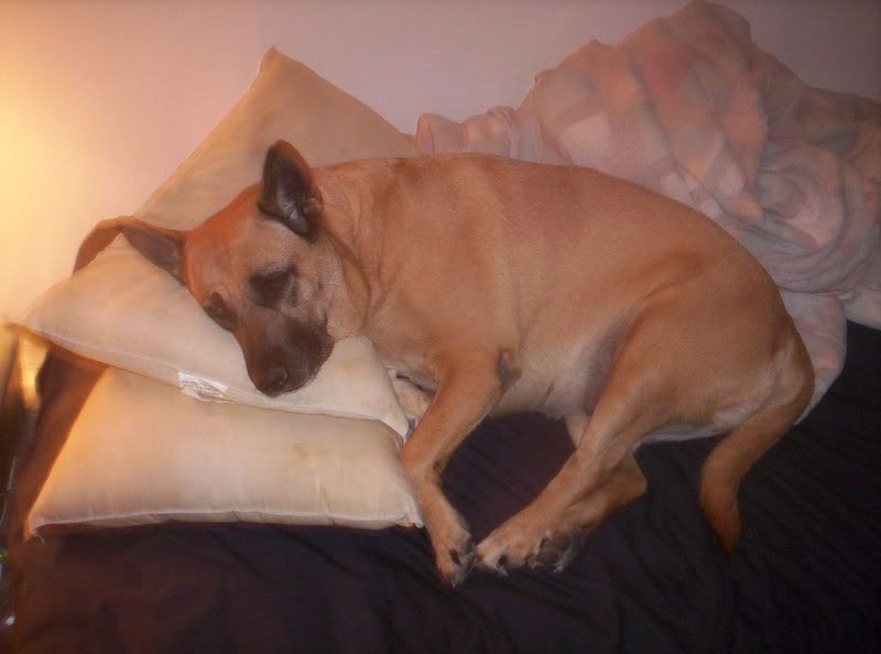 ozzie001.jpg